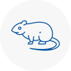 Rat Control Kilmarnock